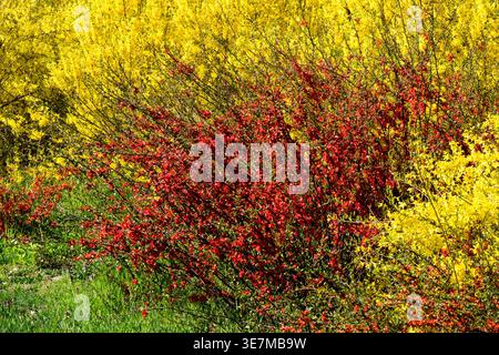 Masse de fleurs rouges de coing et de fleurs jaunes de Forsythia fleurissant dans un jardin animé au début du printemps Banque D'Images