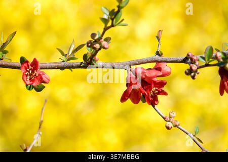Gros plan d'une branche de coing à fleurs rouges avec des fleurs et des bourgeons sur un fond jaune flou au début du printemps Banque D'Images