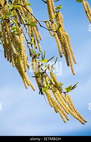 De longs chatons jaunes et des feuilles vertes fraîches sur une branche d'arbre de bouleau à papier fleuri contre un ciel bleu clair au début du printemps Banque D'Images
