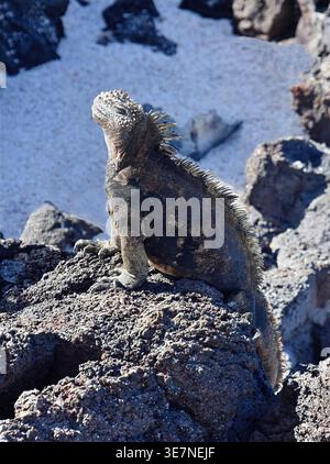 Iguane marin (Amblyrhynchus cristatus) assis au soleil sur la côte rocheuse Banque D'Images