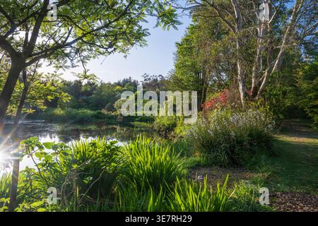 Étang tranquille entouré de verdure luxuriante, de buissons fleuris et de sentiers ombragés dans un jardin serein. Banque D'Images