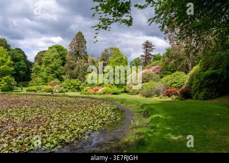 Jardin luxuriant avec un étang couvert de lis, arbustes vibrants et grands arbres dans un parc ensoleillé. Banque D'Images