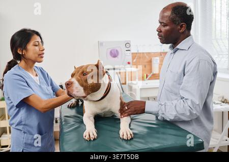Vétérinaire hispanique examinant le corps du chien et parlant au propriétaire mâle noir debout en face d'elle à table dans la clinique Banque D'Images