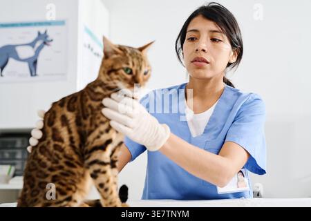 Vétérinaire hispanique examinant le corps du chat du bengale en se tenant debout dans la clinique Banque D'Images