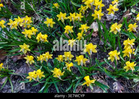 Jonquilles jaune vif avec des feuilles émeraude poussant dans un tapis. Jonquilles printanières vues d'en haut. Tapis de jonquilles jaunes. Banque D'Images