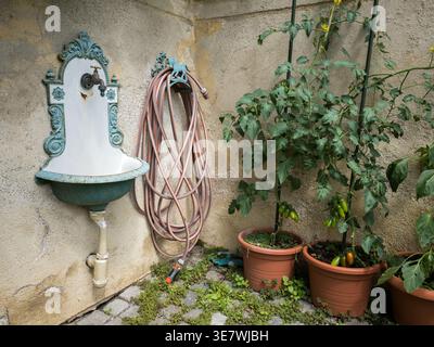 Évier extérieur rétro et plants de tomates Solanum lycopersicum en pots dans un jardin en République tchèque Banque D'Images