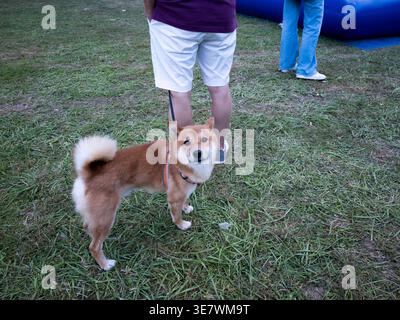 Chien Shiba Inu en laisse à une foire en plein air en République tchèque Banque D'Images