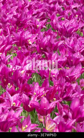 Rangées de tulipes violettes poussant en rangées dans un champ de tulipes ; fleurs de tulipes violettes colorées en lignes dans les champs au printemps. Banque D'Images