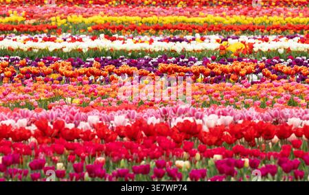 Champs de tulipes pleins de rangées de tulipes de différentes couleurs fleurissant au printemps ; lignes de fleurs de tulipes multicolores colorées, Royaume-Uni Banque D'Images
