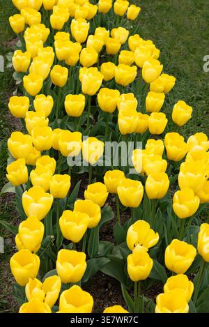 Rangées de tulipes jaunes poussant en rangées dans un champ de tulipes ; fleurs de tulipes jaunes colorées en lignes dans les champs au printemps. Banque D'Images