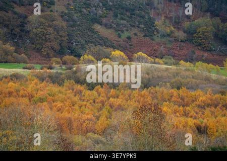 Une colline couverte d'arbres avec des feuilles dans différentes nuances de jaune, orange et brun pendant la saison d'automne Banque D'Images