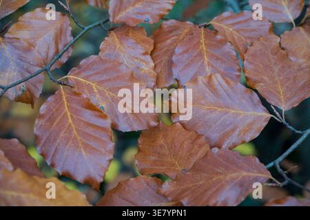 Vue détaillée des feuilles de hêtre brunes et cuivrées avec des veines visibles et des bords dentelés, mettant en valeur la beauté du feuillage d'automne Banque D'Images