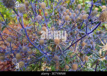 Une vue détaillée d'un groupe de houx de mer bleu, mettant en valeur leurs tiges bleues épaisses complexes et leurs têtes de fleurs rondes et piquantes Banque D'Images