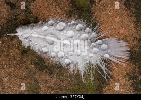 Une photo macro détaillée capture une plume blanche pelucheuse ornée de nombreuses gouttelettes d'eau claire, reposant sur une surface texturée Banque D'Images