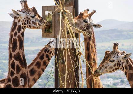 Un groupe de girafes rassemblées autour d'une mangeoire en bois, dégustant leur repas de foin et de branches dans un cadre extérieur Banque D'Images