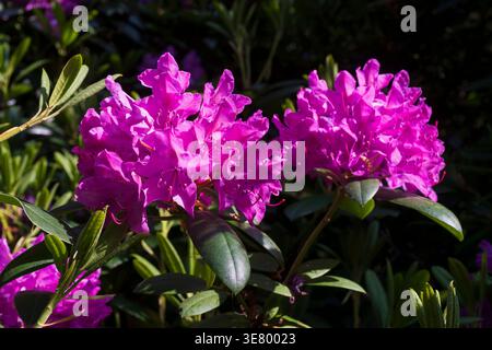 Vue rapprochée de fleurs de rhododendrons magenta vif et de feuilles vert foncé illuminées par la lumière du soleil, créant un contraste saisissant Banque D'Images