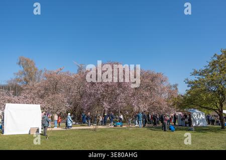 Allemagne Berlin 11 avril 2026. Les visiteurs du festival se promènent à travers les cerisiers en fleurs au festival Sakura à Berlin. Les fleurs roses créent un vibra Banque D'Images