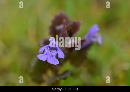 Glechoma hederacea (lierre moulu) plante à fleurs en gros plan, floraison en avril près d'Ommen Overijssel pays-Bas. Banque D'Images