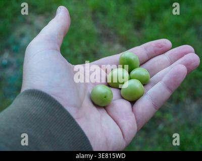 Cremona, Italie - 27 mai 2024 agriculteur tient une poignée de prunes non mûres, vérifiant le progrès de sa récolte. Préparez-vous à cueillir des fruits frais Banque D'Images