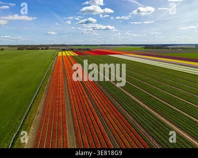 Vue aérienne époustouflante de rangées de tulipes orange et jaunes vibrantes dans un vaste champ agricole néerlandais Banque D'Images