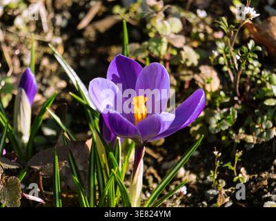 Macro gros plan d'une fleur de crocus violette en pleine floraison au début du printemps. Banque D'Images