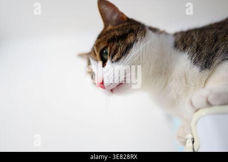 Gros plan d'un chat domestique curieux, portrait d'animaux à mise au point douce avec lumière naturelle et arrière-plan minimal. Banque D'Images