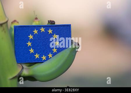 Drapeau de l'Union européenne sur la grappe de bananes avec espace de copie dans la lumière tropicale du soleil, symbolisant l'agriculture durable et le commerce mondial. Banque D'Images