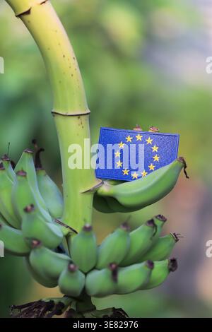 Drapeau de l'UE sur la grappe de bananes dans les plantations tropicales symbolisant le commerce mondial, la durabilité et la coopération agricole. Banque D'Images