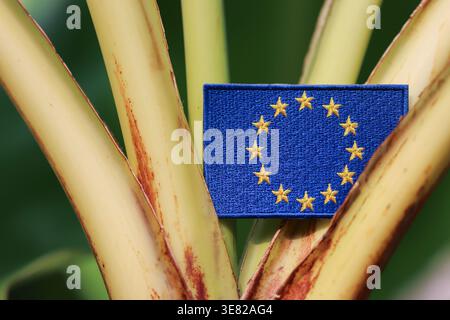 Drapeau de l'Union européenne sur la tige du bananier à la lumière du soleil, symbolisant la durabilité mondiale, l'économie verte et la coopération internationale. Banque D'Images