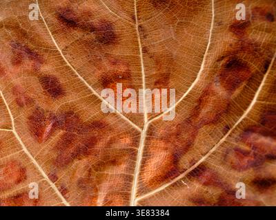 Photographie macro détaillée capturant les veines des feuilles et les taches de couleur avec précision Banque D'Images