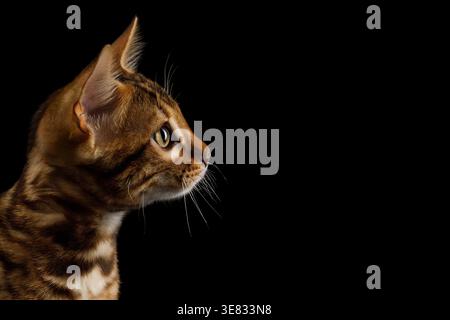 Gros plan de la tête de jeune chat bengale regardant sur le côté montrant des taches de léopard sur le cou sur fond noir isolé Banque D'Images