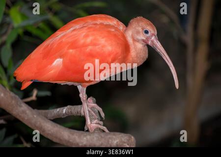 Scarlet ibis (Eudocimus ruber) perché sur une succursale dans le sud-ouest de la Floride, États-Unis. Banque D'Images