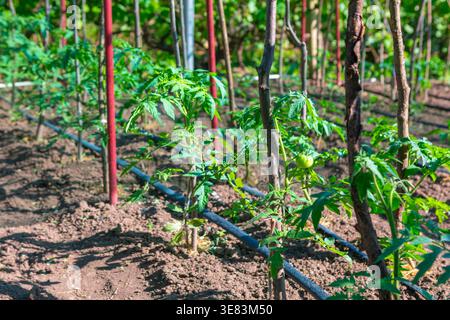 Les jeunes plants de tomates poussent en rangées nettes soutenues par des piquets en bois et arrosées par un système d'irrigation goutte à goutte. Le sol semble fraîchement labouré, montrant un puits Banque D'Images