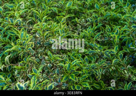 Gros plan de feuilles vertes panachées sur un arbuste ornemental dense dans un jardin Banque D'Images
