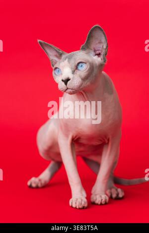 Gracieux chat Sphynx avec des yeux bleus frappants pose élégamment sur fond rouge vif. Mise au point sélective sur les yeux du chat Banque D'Images