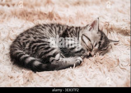 Gros plan d'un chaton rayé mignon dormant dans une couverture moelleuse. Mignon visage moelleux Banque D'Images