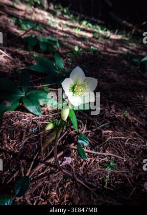 Gros plan de la fleur d'une rose de lentilles, Helleborus orientalis. Banque D'Images
