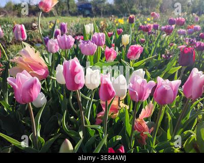 Fleurs de tulipes colorées florissantes le jour ensoleillé du printemps. Tulipes variétales florissantes. Fleurs de tulipes rouges roses blanches fleuries et feuilles vertes. Culture de tulipes fleuries. Nature fond naturel Banque D'Images
