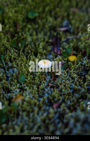 Vue sur un petit champignon blanc se détache au milieu d'un tapis de mousse verte vibrante, soulignant la beauté délicate, Skaftárhreppur, Islande. Banque D'Images