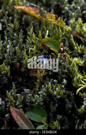 Vue sur un tapis de mousse verdoyant et vibrant, parsemé de feuilles délicates dans différentes nuances de vert et de brun, une tapisserie d'art de la nature, SK Banque D'Images