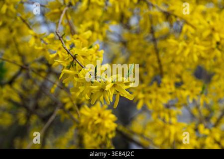 Gros plan de fleurs de forsythia jaune vif fleurissant sur une branche. Les fleurs vibrantes signalent l'arrivée du printemps, apportant une touche de couleur Banque D'Images