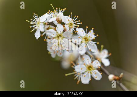 Cerisiers en fleurs en Allemagne 2026 Banque D'Images