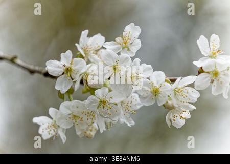 Cerisiers en fleurs en Allemagne 2026 Banque D'Images