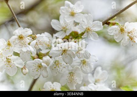 Cerisiers en fleurs en Allemagne 2026 Banque D'Images