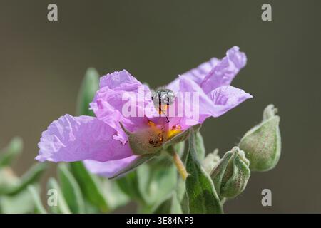 Coléoptère des roses à taches blanches (Oxythyrea funesta) se nourrissant d'une fleur de rocher, Alcoy, Espagne Banque D'Images