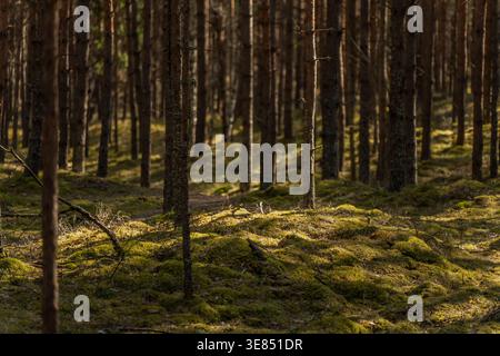 Plancher forestier couvert de mousse avec de hauts troncs de pin dans un bois calme, habitat naturel, paysage forestier et concept de texture de l'écosystème Banque D'Images