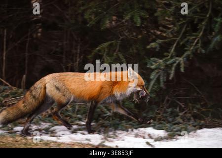 Renard roux retournant à la tanière avec une bouchée de campagnols un matin de printemps dans le nord du Wisconsin. Banque D'Images