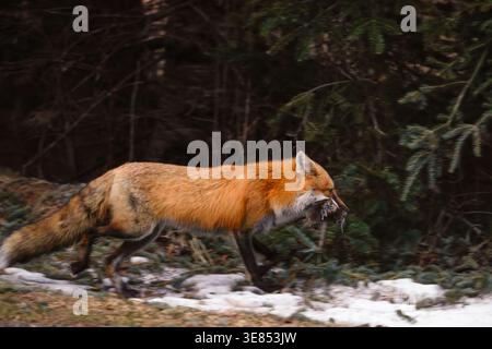 Renard roux retournant à la tanière avec une bouchée de campagnols un matin de printemps dans le nord du Wisconsin. Banque D'Images