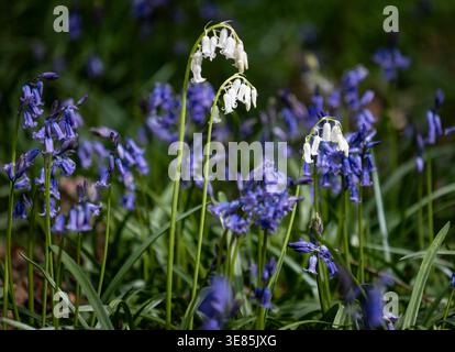 Bluebells blanches insolites entouré de Bluebells traditionnelles sur le sol boisé, Worcestershire, Angleterre. Banque D'Images
