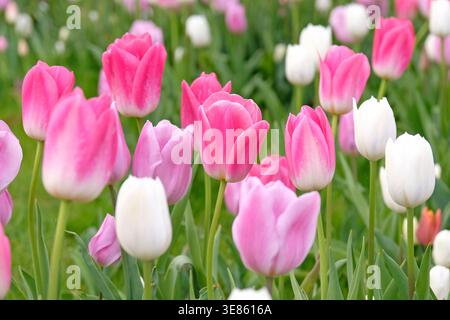Tulipa rose, tulipe « dynastie », tulipe blanche « vierge royale » et tulipe violette « maîtresse » en fleur. Banque D'Images